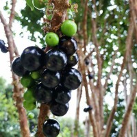 嘉寶果樹(shù)苗樹(shù)葡萄苗正宗臺(tái)灣樹(shù)葡萄沙巴四季盆栽地栽植物南北種植